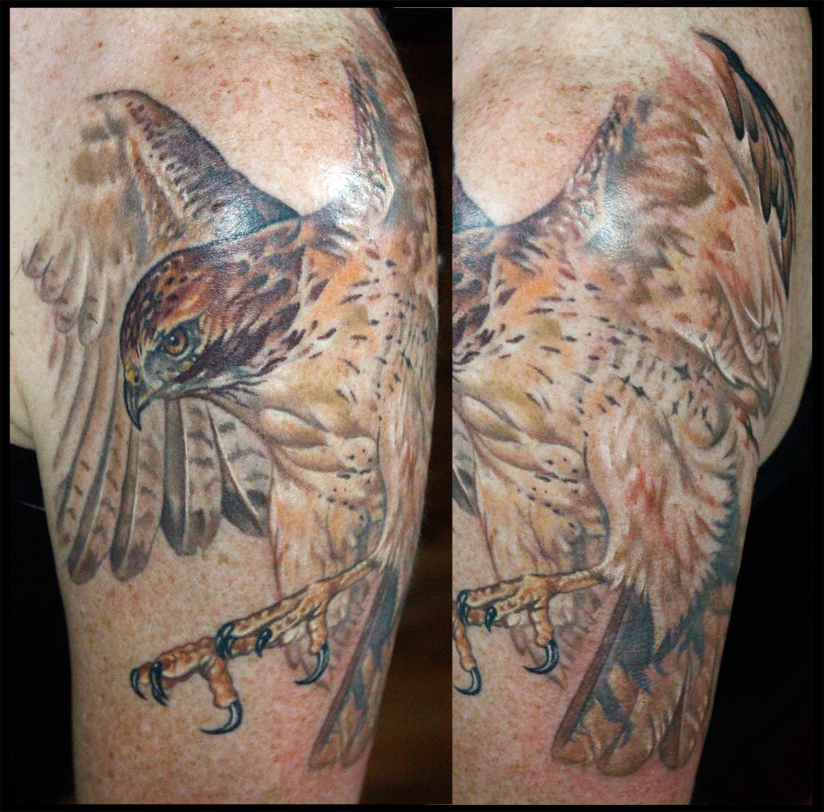 Realistic Hawk Tattoo by Sean Ambrose